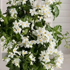 Solanum jasminoides en pot de 3 litres