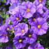 Solanum Rantonnetii - Le pot de 2 litres