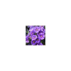 Solanum Rantonnetii tige - Le pot de 1 litre