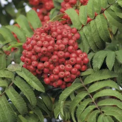 Sorbier des oiseaux vert. Le pot de 7 litres