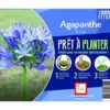 Souche d’Agapanthe bleue extra en bourriche