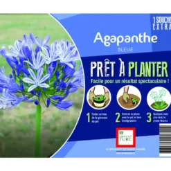 Souche d’Agapanthe bleue extra en bourriche
