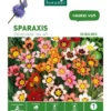 Sparaxis Mélange botanic® - 25 bulbes