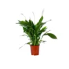 Spathiphyllum pot Ø21 cm/ H95-110 cm