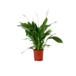 Spathiphyllum pot Ø21 cm/ H95-110 cm