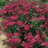 Spirea Japonica Anthony Waterer - Pot de 3L