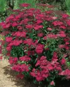 Spirea Japonica Anthony Waterer - Pot de 5L