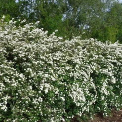 Spirea Van Houttei - Pot de 4L