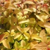 Spirée Bumalda Gold Flame. Le pot de 4 litres