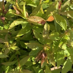 Spirée Japonica Shirobana rose. Le pot de 7 litres