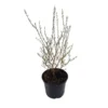 Spirée Prunifolia. Le pot de 3 litres