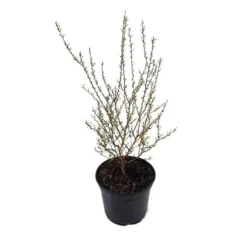 Spirée Prunifolia. Le pot de 3 litres