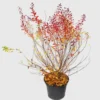 Spirée Thunbergii Fujino pink. Le pot de 5 litres