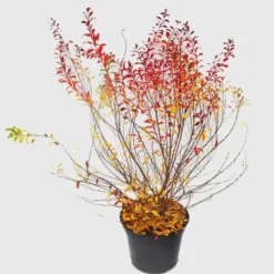 Spirée Thunbergii Fujino pink. Le pot de 5 litres