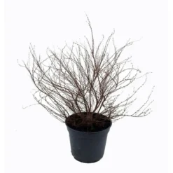 Spirée Thunbergii. Le pot de 5 litres