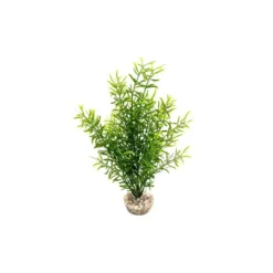 Sprengeri haut vert en plastique 26 cm