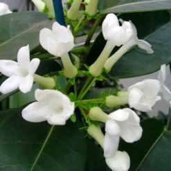 Stephanotis Floribunda ou Jasmin de Madagascar. Le pot de Ø 12 x H 60 cm