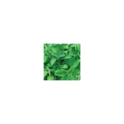 Stevia Bio. Le pot de 1 litre