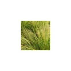 Stipa cheveux d'anges - Le pot de 10,5 cm
