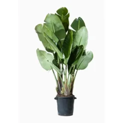 Strelitzia Augusta ou Oiseau de paradis orange. Le pot de 80 litres