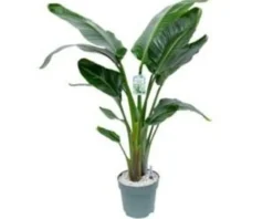 Strelitzia Nicolai. Le pot de Ø 27 x H 190 cm