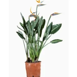 Strelitzia (Oiseau de paradis) en pot de 5 L orange
