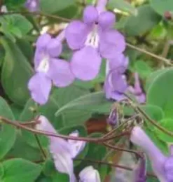 Streptocarpus - La suspension de 23 cm