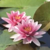 Substrat plantes aquatiques botanic® - 10 L