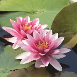 Substrat plantes aquatiques botanic® - 10 L