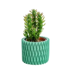 Succulente avec pot céramique modèles variés Ø 6,5 cm x H 10 cm