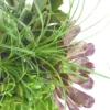 Succulentes - Le pot de 12 cm