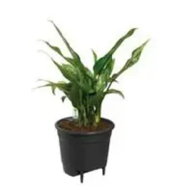 Système d’auto-arrosage en polypropylène noir Elho Self Watering insert - 33 cm