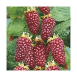 Tayberry Buckingham Bio. Le pot de 2 litres