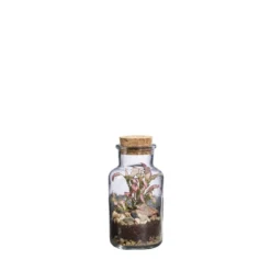 Terrarium autonome Baratte L botanic® - Ø 8,2 x 17,2 cm