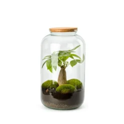 Terrarium autonome botanic® Bonbonne Pachira - Taille M Ø 23 cm H 41 cm