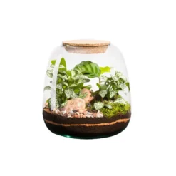 Terrarium autonome botanic® Moly Mix - Taille M Ø 19 cm H 20 cm