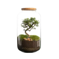 Terrarium bonbonne avec bonsaï Bulle de Nature taille M Ø 23 x h 41 cm