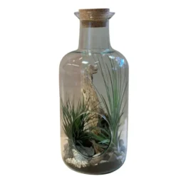 Terrarium medicine avec tillandsia taille L Ø 15 x H 35 cm