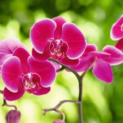Terreau orchidées botanic® - 4 L
