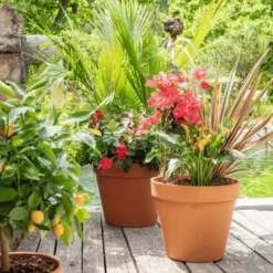 Terreau pour agrumes et plantes méditerranéennes botanic®