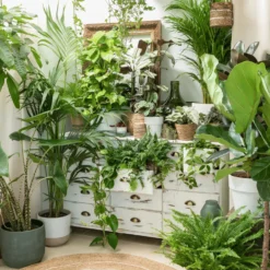Terreau pour plantes d'intérieur botanic®