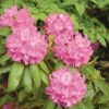 Terre dite de bruyère botanic® - 40 L