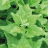 Tetragone Bio. Le pot de 10,5 cm