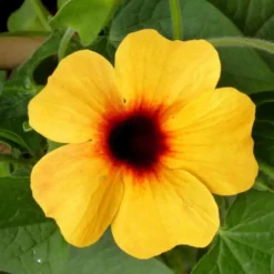 Thunbergia Alata Tippi 70 cm. Le pot de 2,5 litres