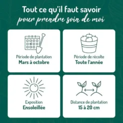 Thym Citron Bio. Le pot de 2,5 litres