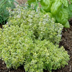 Thym Citron Panache Bio. Le pot de 2,5 litres