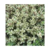 Thym Citron Panache Blanc Bio. Le pot de 1 litre