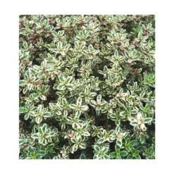 Thym Citron Panache Blanc Bio. Le pot de 1 litre