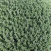 Thym Commun Bio. Le pot de 10,5 cm