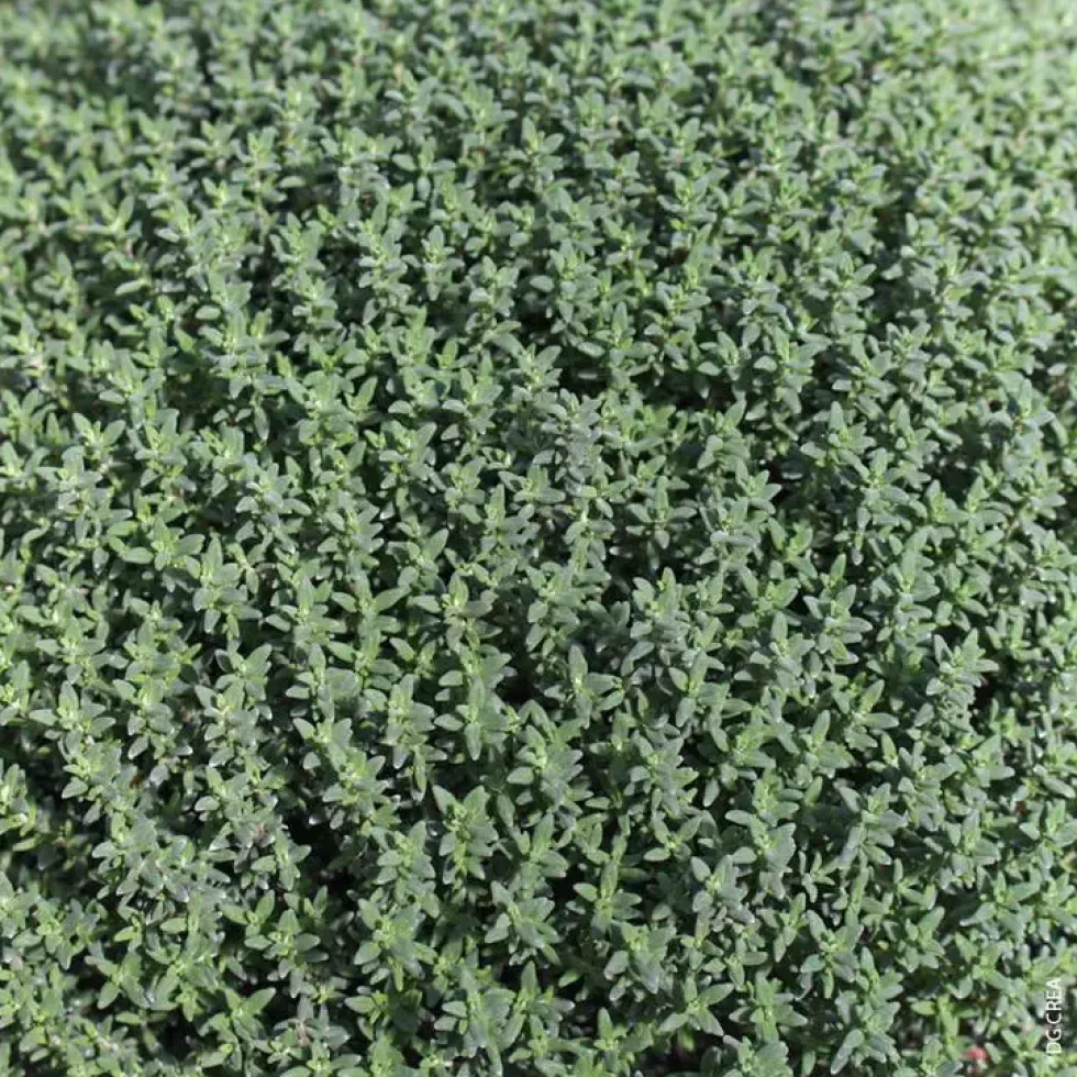 Thym Commun Bio. Le pot de 10,5 cm